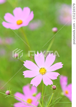 Close-up of pink cosmos in full bloom 131210379