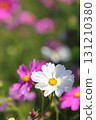 Close-up of cosmos in full bloom 131210380