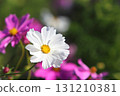 Close-up of cosmos in full bloom 131210381