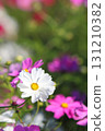 Close-up of cosmos in full bloom 131210382