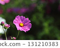 Close-up of pink cosmos in full bloom 131210383