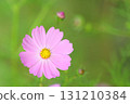 Close-up of pink cosmos in full bloom [green background] 131210384