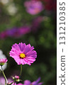 Close-up of pink cosmos in full bloom 131210385