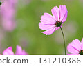 Close-up of pink cosmos in full bloom [green background] 131210386