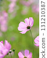 Close-up of pink cosmos in full bloom [green background] 131210387