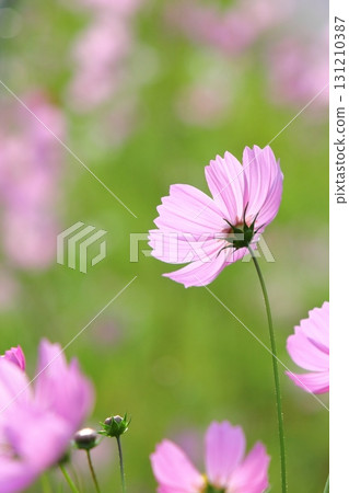 Close-up of pink cosmos in full bloom [green background] 131210387