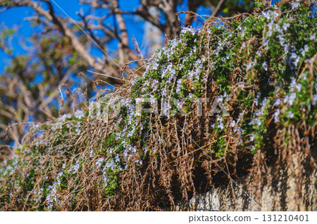 [Misaki, Ako City] A landscape of small flowers blooming 131210401
