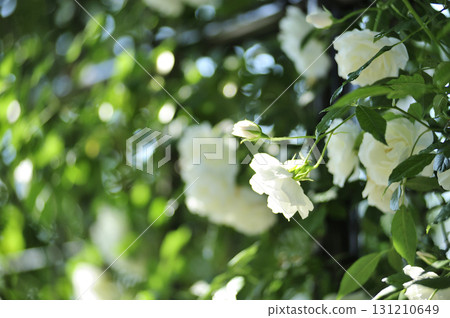 玫瑰花園裡的花 131210649