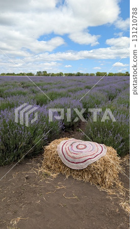 A scenic Lavender Field adorned with a Decorative Hay Circle under a bright Blue Sky A scenic Lavender Field adorned with a Decorative Hay Circle under a bright Blue Sky 131210788