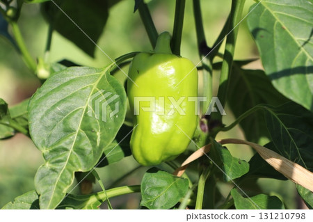 Fresh and vibrant Green Bell Pepper Growing Strongly on Healthy Plant in Sunny Garden Fresh and vibrant Green Bell Pepper Growing Strongly on Healthy Plant in Sunny Garden 131210798