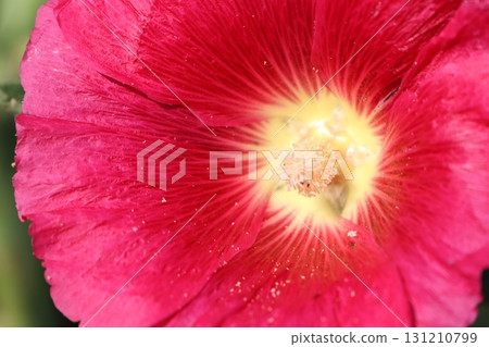 A Stunning CloseUp of a Vibrant Red Flower Showcasing Its Beautiful Yellow Center A Stunning CloseUp of a Vibrant Red Flower Showcasing Its Beautiful Yellow Center 131210799