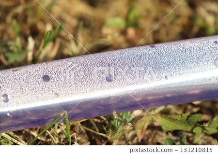 A colorful gellike object on green grass, showcasing its details and beauty to viewers 131210815