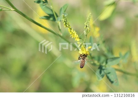 A Bee Pollinating Vibrant Yellow Flowers in a Beautiful Natural Landscape of Nature 131210816