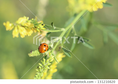 A closeup view depicting a Ladybug peacefully resting on vibrant Yellow Flowers found in Nature 131210820