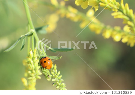 A ladybug resting on a vibrant yellow flowering plant in a beautiful natural setting A ladybug resting on a vibrant yellow flowering plant in a beautiful natural setting 131210829