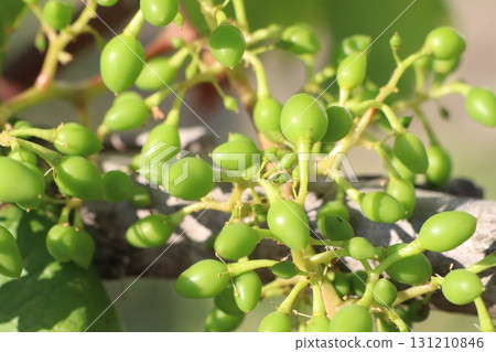 Fresh Green Berries on a Vibrant Vine, Glowing with Life and Rich Colors in Natures Garden Fresh Green Berries on a Vibrant Vine, Glowing with Life and Rich Colors in Natures Garden 131210846