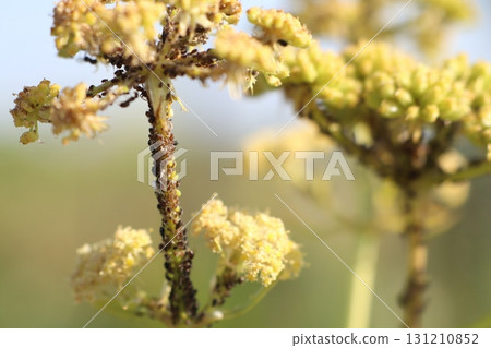 CloseUp View of Delicate Yellow Wildflowers in Their Natural Habitat Environment CloseUp View of Delicate Yellow Wildflowers in Their Natural Habitat Environment 131210852