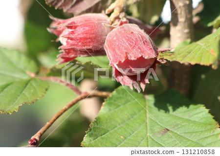 A closeup view of beautiful Red Hazelnuts on a branch surrounded by vibrant Green Leaves A closeup view of beautiful Red Hazelnuts on a branch surrounded by vibrant Green Leaves 131210858