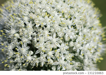 A CloseUp View of a Delicate Cluster of Beautiful White Flowers in Their Natural Environment 131210863