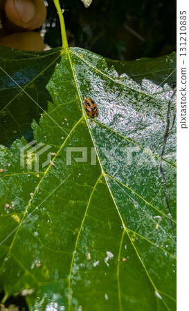 Insect resting on a green leaf in its natural habitat, showcasing the beauty of biodiversity 131210885