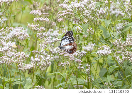 板栗虎蝶在藤間花田飛舞 板栗虎蝶在藤間花田飛舞 131210890