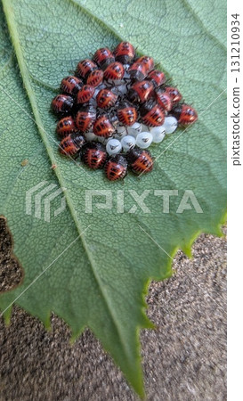 A Colorful Cluster of Ladybug Larvae is Resting on a Leaf within a Thriving Ecosystem A Colorful Cluster of Ladybug Larvae is Resting on a Leaf within a Thriving Ecosystem 131210934