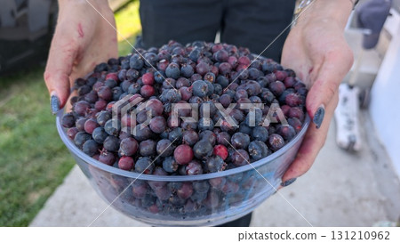 A Bountiful Harvest of Fresh and Juicy Blueberries Delightfully Arranged in a Bowl A Bountiful Harvest of Fresh and Juicy Blueberries Delightfully Arranged in a Bowl 131210962