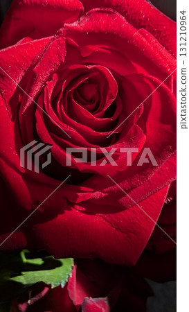 A CloseUp of a Beautiful Red Rose in Bloom, Showcasing Its Delicate Petals and Colors 131210964