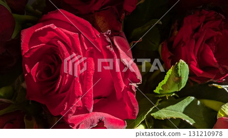 Stunning and Vibrant Red Roses Flourishing in Full Bloom, Showcasing Natures Beauty Stunning and Vibrant Red Roses Flourishing in Full Bloom, Showcasing Natures Beauty 131210978