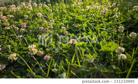 A Beautiful Lush Green Clover Field in Full Bloom During the Bright Spring Season A Beautiful Lush Green Clover Field in Full Bloom During the Bright Spring Season 131210995