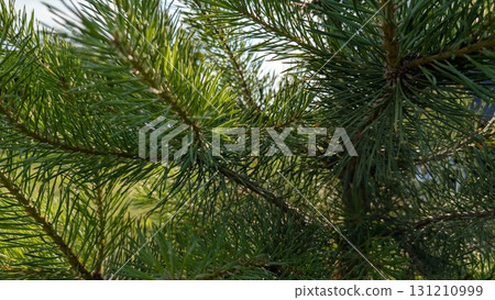 A CloseUp View of Pine Tree Branches Situated Perfectly Against a Bright, Clear Sky A CloseUp View of Pine Tree Branches Situated Perfectly Against a Bright, Clear Sky 131210999