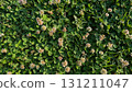 A vibrant clover field with delicate white flowers in bloom, showcasing natures beauty 131211047