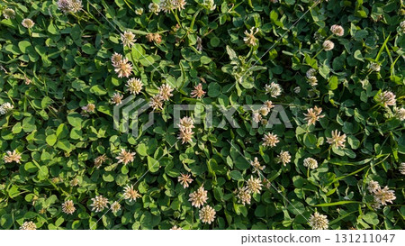 A vibrant clover field with delicate white flowers in bloom, showcasing natures beauty 131211047