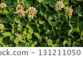 Charming Clover Patch with Delicate Blooms Nestled Amidst Beautiful Greenery in the Landscape 131211050