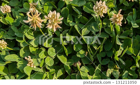 Charming Clover Patch with Delicate Blooms Nestled Amidst Beautiful Greenery in the Landscape 131211050