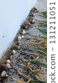 Garlic Clusters That Have Been Harvested Are Drying Out on the Concrete Surface Below 131211051