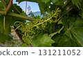 Vine Growth Featuring Young Grape Clusters Under Bright Sunshine on a Warm Sunny Day 131211052