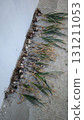 A Fresh Garlic Harvest Proudly Displayed on a Concrete Surface Ready for Sale or Cooking 131211053