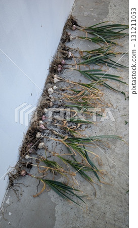 A Fresh Garlic Harvest Proudly Displayed on a Concrete Surface Ready for Sale or Cooking A Fresh Garlic Harvest Proudly Displayed on a Concrete Surface Ready for Sale or Cooking 131211053