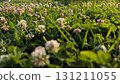 A Beautiful Meadow Overflowing with Colorful Clover Blossoms All Bathed in Natural Light 131211055