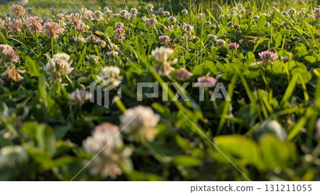 A Beautiful Meadow Overflowing with Colorful Clover Blossoms All Bathed in Natural Light A Beautiful Meadow Overflowing with Colorful Clover Blossoms All Bathed in Natural Light 131211055