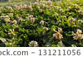 A Lush Field of Colorful Clover Blossoms Thriving Under the Warm, Radiant Sunlight 131211056
