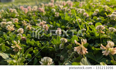 A Lush Field of Colorful Clover Blossoms Thriving Under the Warm, Radiant Sunlight 131211056