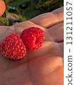 A Delightful Display of Freshly Picked Raspberries Held in Hand, Ready for Enjoyment 131211057