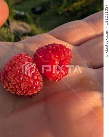 A Delightful Display of Freshly Picked Raspberries Held in Hand, Ready for Enjoyment A Delightful Display of Freshly Picked Raspberries Held in Hand, Ready for Enjoyment 131211057