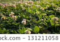 Experience the stunning beauty of a blooming Clover Field, showcasing natures vibrant colors 131211058