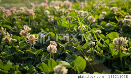 Experience the stunning beauty of a blooming Clover Field, showcasing natures vibrant colors 131211058