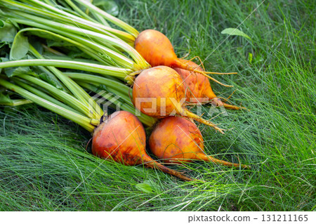 Bunch of harvested orange beets with foliage on the green grass. 131211165
