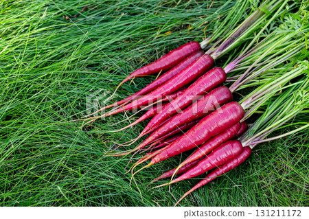 Red colorful carrots with foliage on green grass of the garden. Red colorful carrots with foliage on green grass of the garden. 131211172