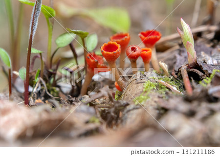 Scarlet Cup Fungi in grass and leaves on the forest floor. Scarlet Cup Fungi in grass and leaves on the forest floor. 131211186
